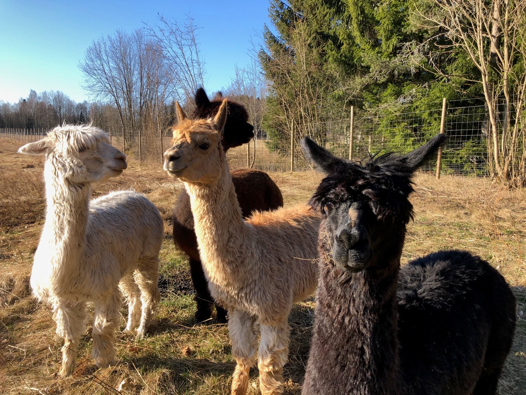 Hallagårdens Djurpark & Café