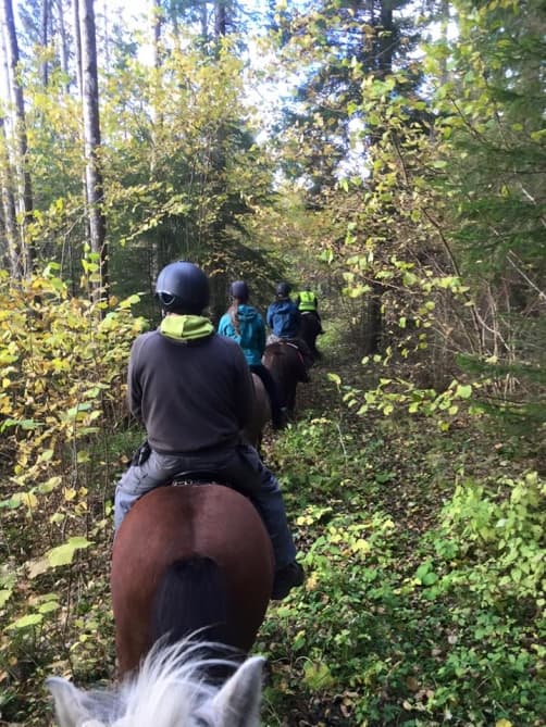 Björntorpets glassparadis och Björntorpets Islandshästgård