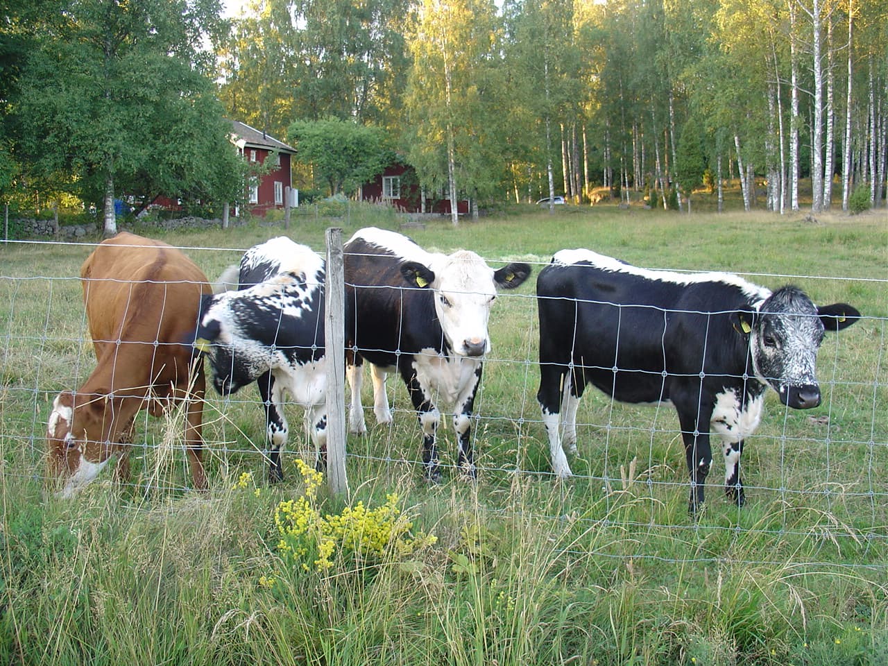 Brännebackens Gård