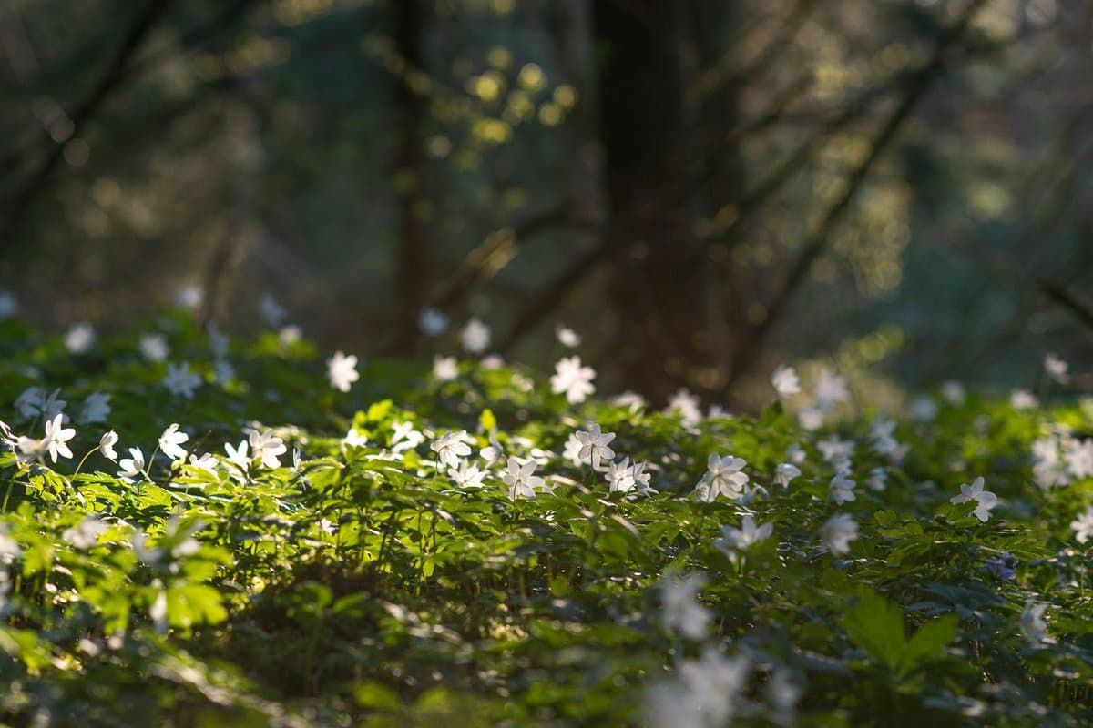 Vandra i Strömsbergsskogen
