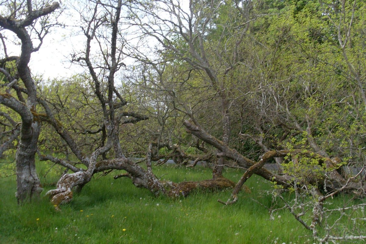 Mullbärsträden på Visingsö