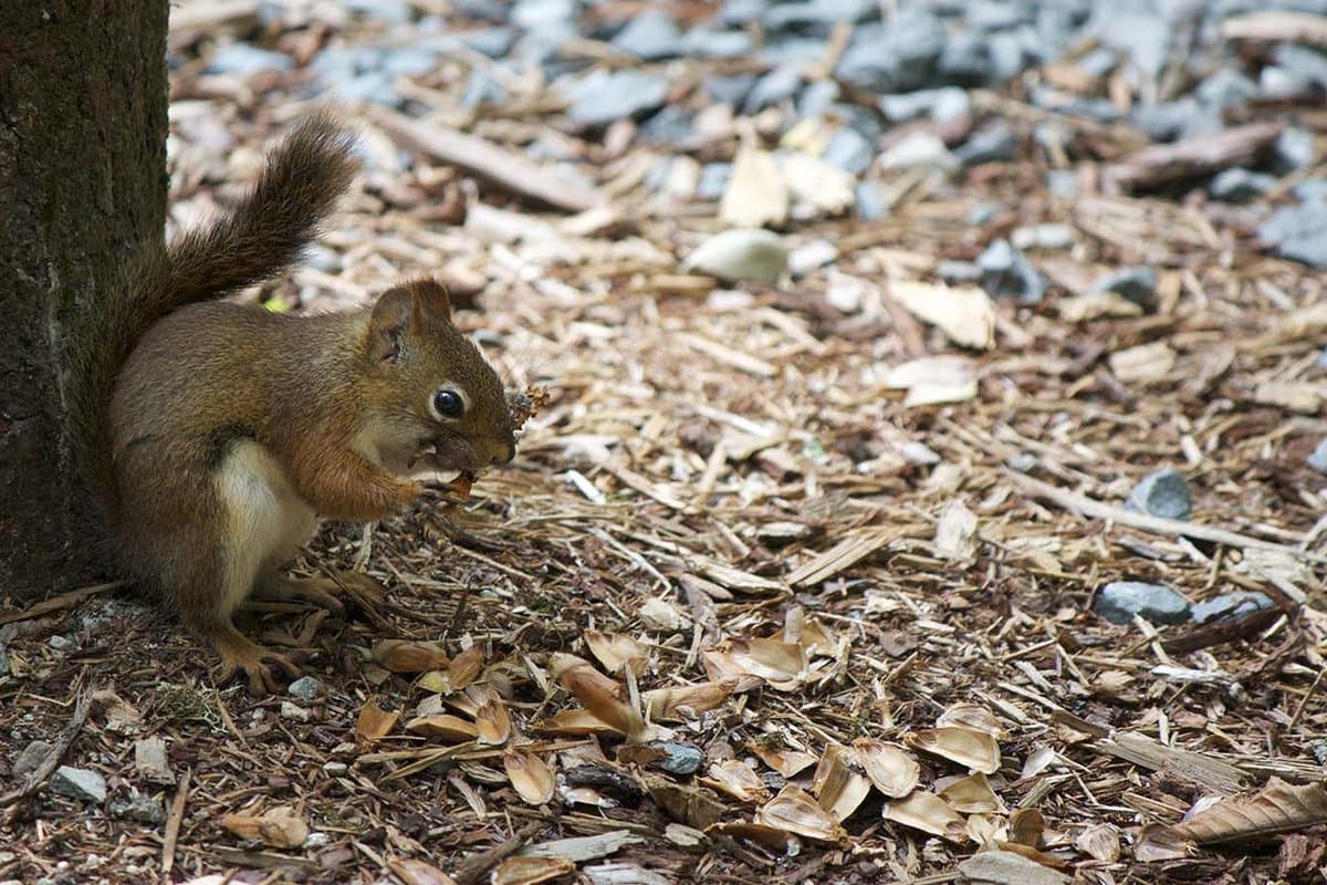 Eskiltorps ormgranar