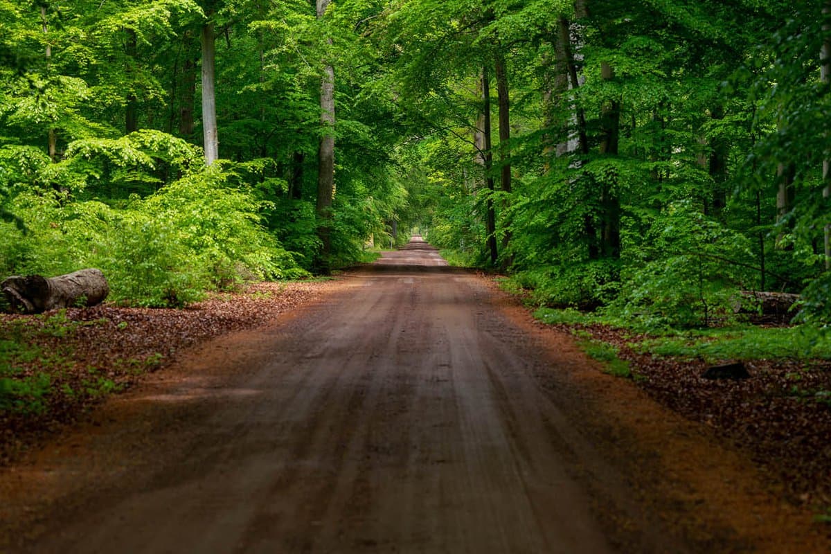 Ekskogen på Visingsö