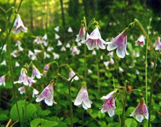 Domsand/Backamoskogen