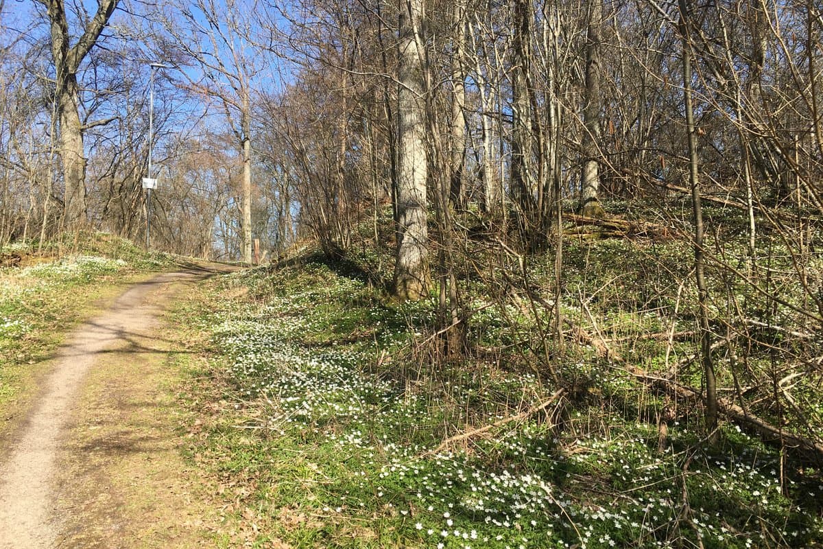 Kaxholmens lövskogspromenad