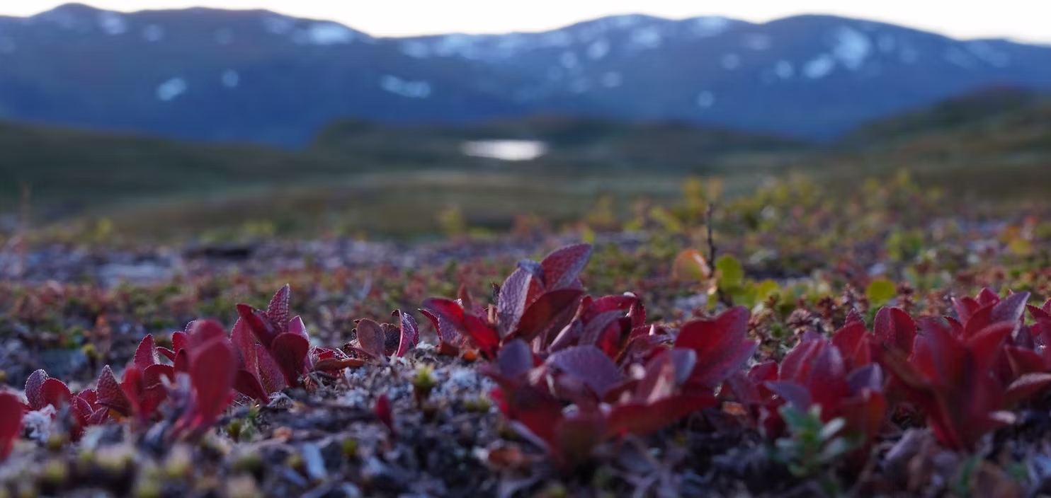 Skogs- och samemuseet i Lycksele