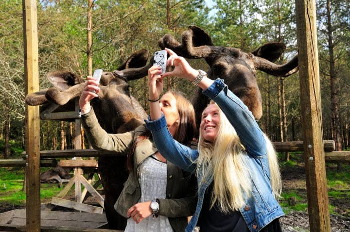 Dalslands Moose Ranch