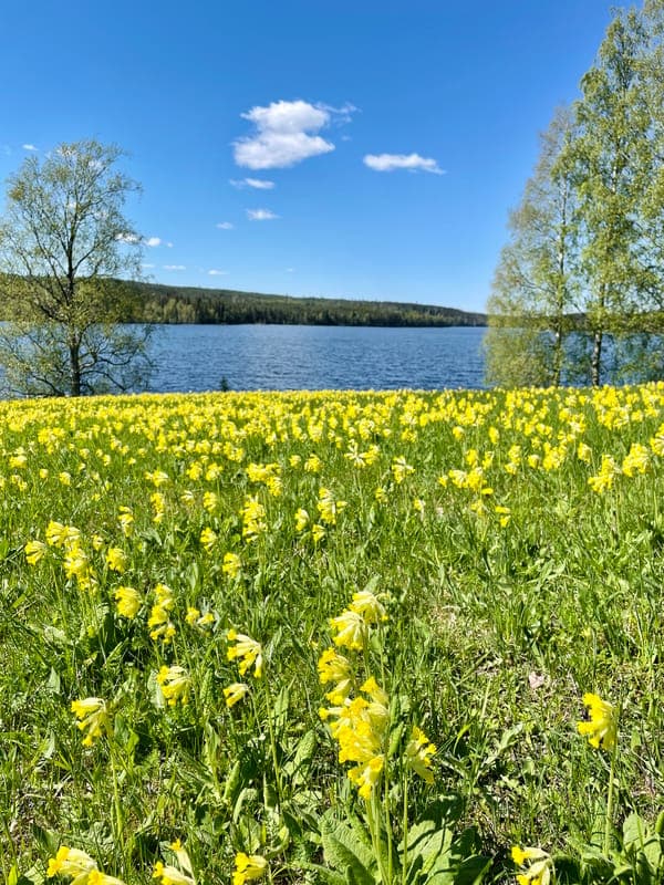 Tibergs udde - Naturreservat