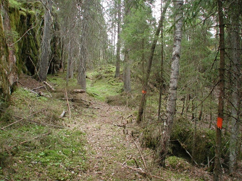 Gullrosas berg Naturreservat