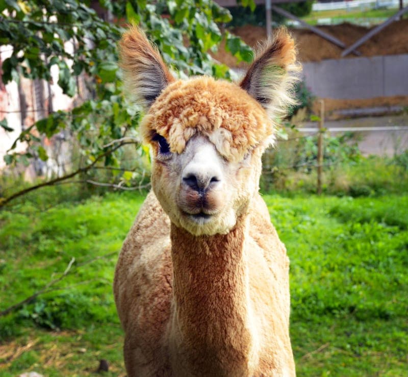 Stadsbondgården vid Östervik