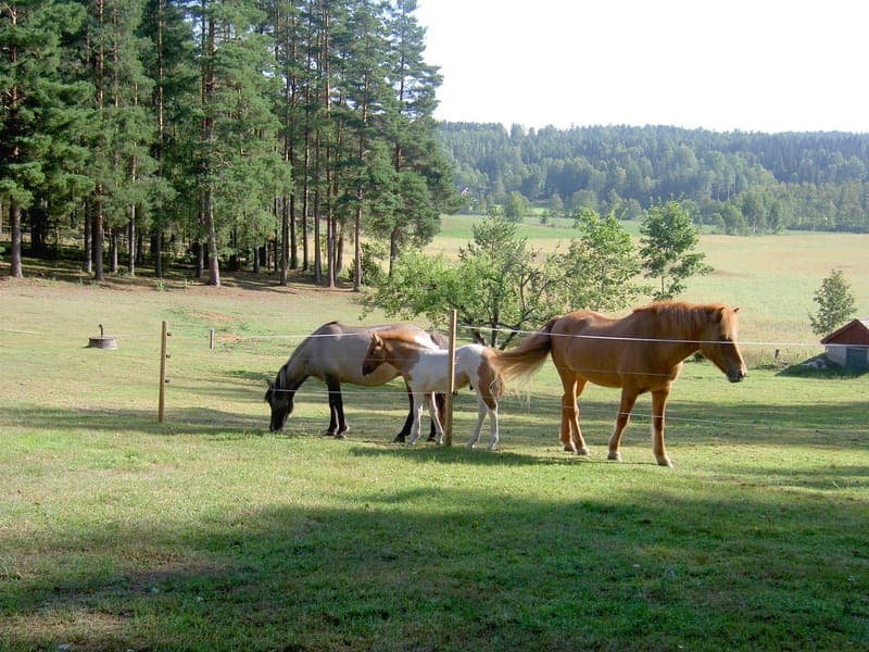 Mormorsgårdens Islandshästar