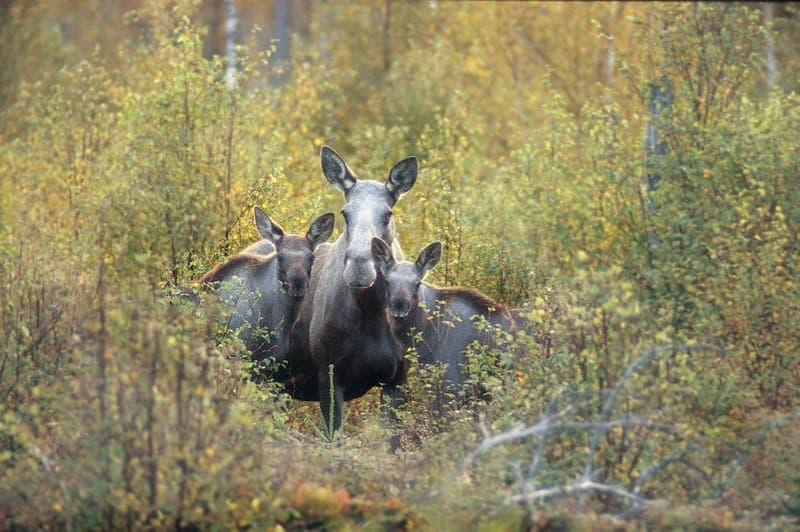 Vildmarksupplevelser, VILD