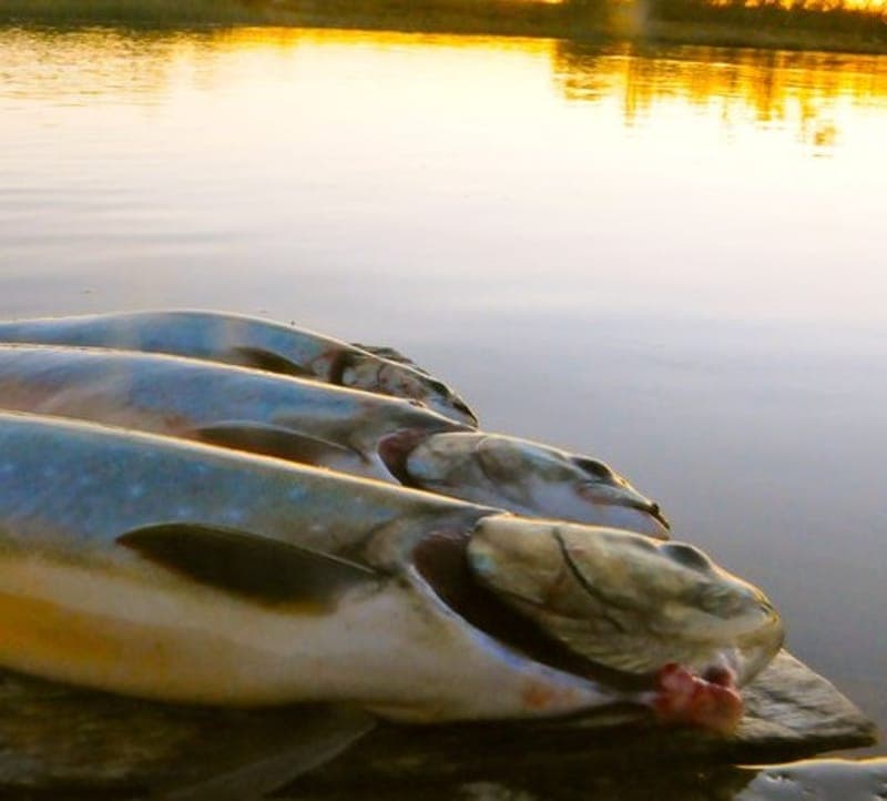 Put and take - fiske Spraggtjärn och Mosstjärn