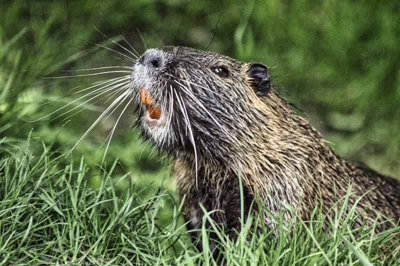 Bäversafari, Arvika Adventures