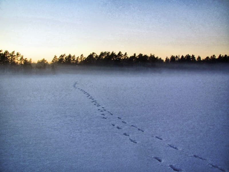 Vargsafari - Outside Adventure