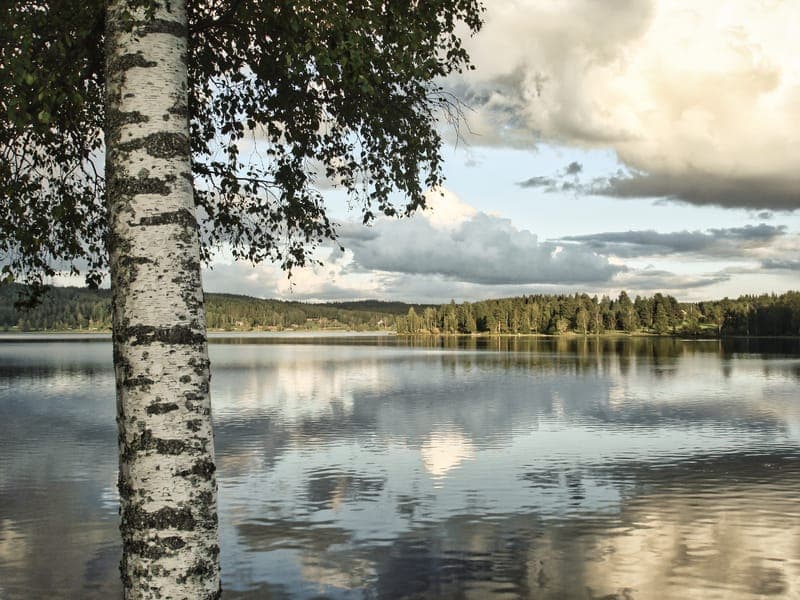 Mangskogälvarnas FVOF