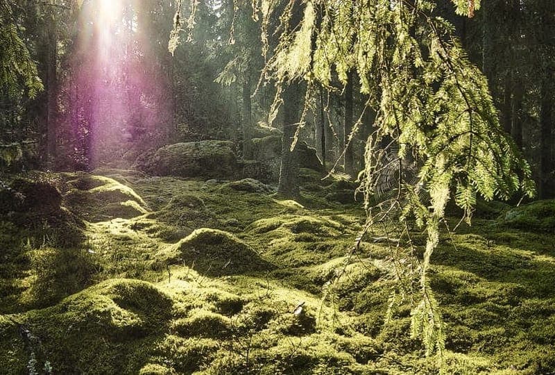 Fasaskogen- Rönningshyttan Porten mot fasaskogen