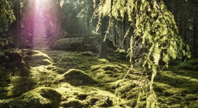 Närtrafik i Degerfors kommun