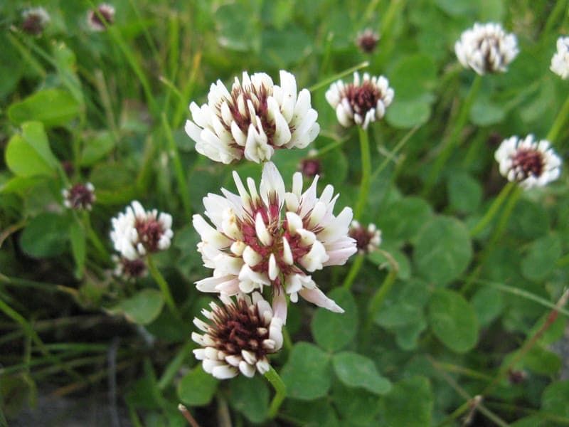 Gustavssons handelsträdgård.