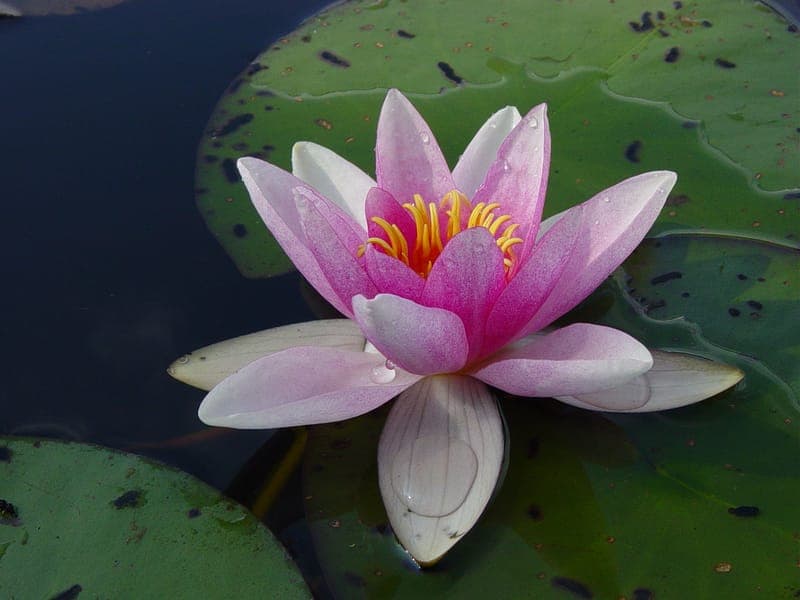 Gällberget - naturreservat