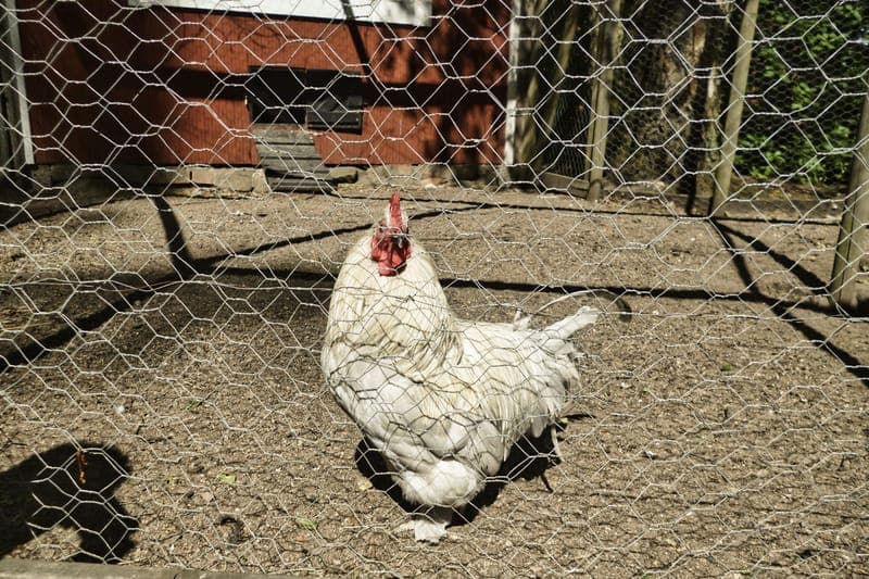 Djurhagen på Kulturcentrum Berget