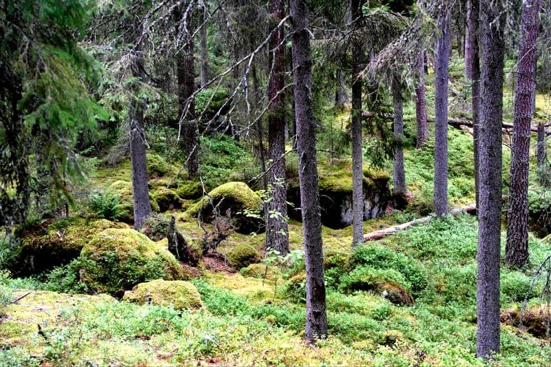 Jätteberget - Naturreservat