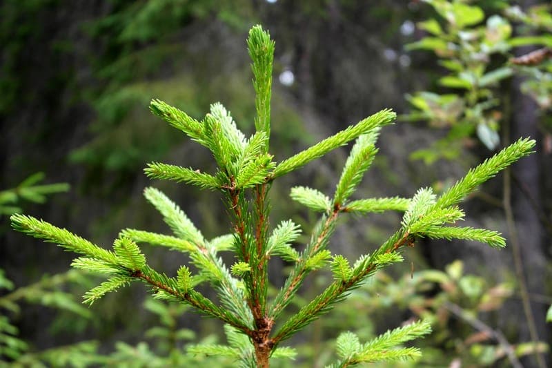 Lövfalla - Naturreservat 