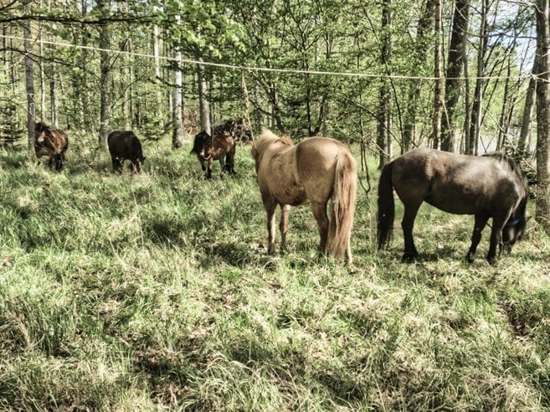 Femkamp för grupper