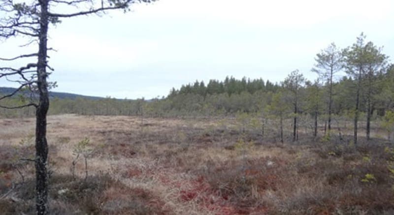 Nordmarksmyrarna - Naturreservat