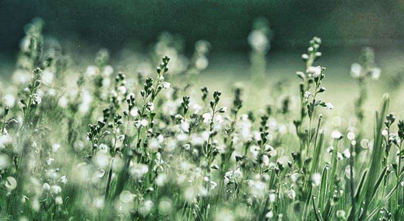 Guldplatshagen - Naturreservat