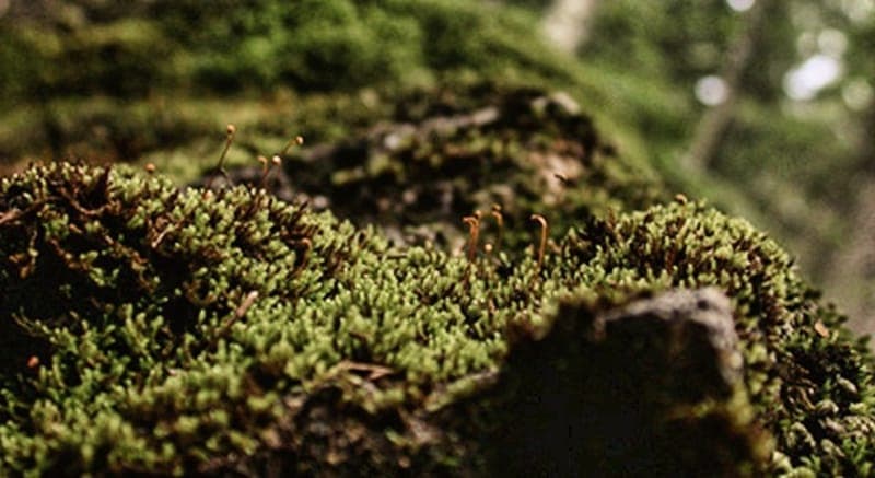 Stenbäcken - Naturreservat