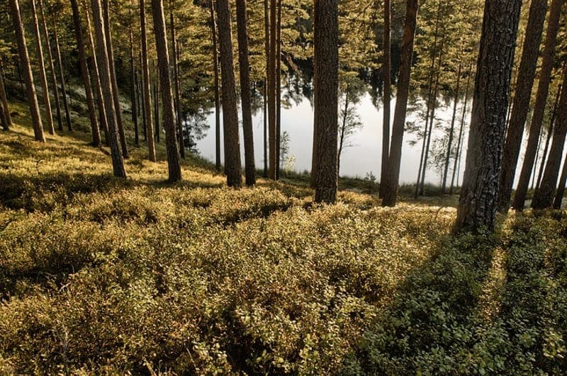 Kittelfältet - Naturreservat