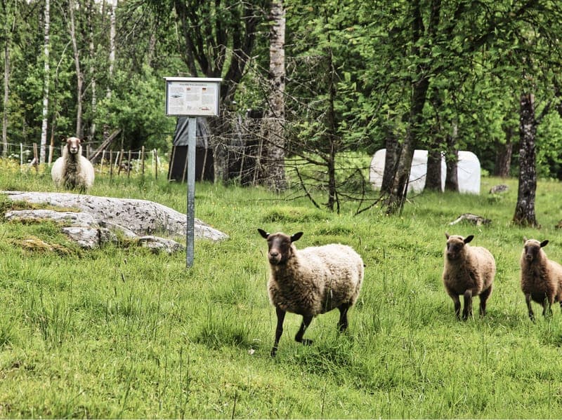 Järnåldersgravarna i Löved