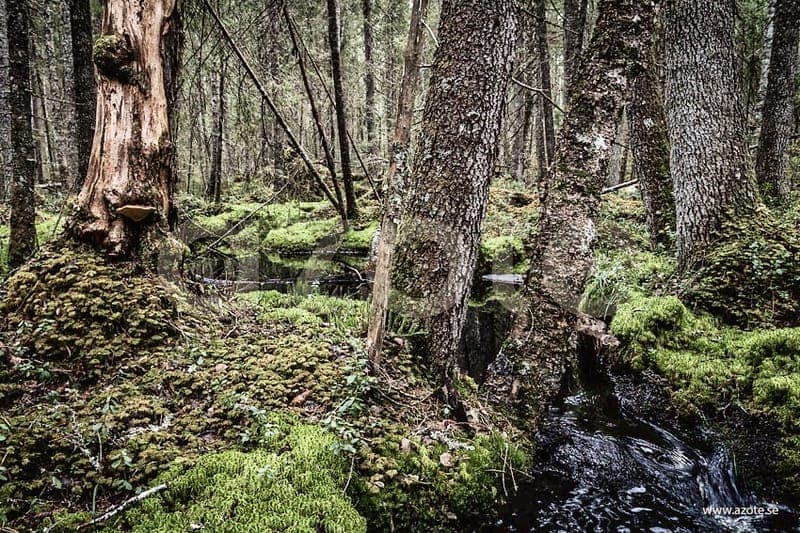 Naturreservatet Nordsjöskogen