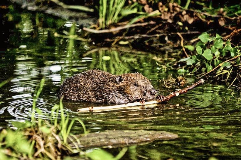 Sommaraktiviteter PJ Erlebnis Profis