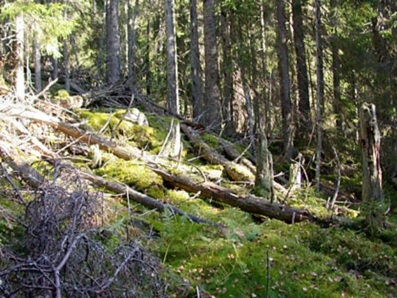 Naturreservatet Sörskog Skallberget