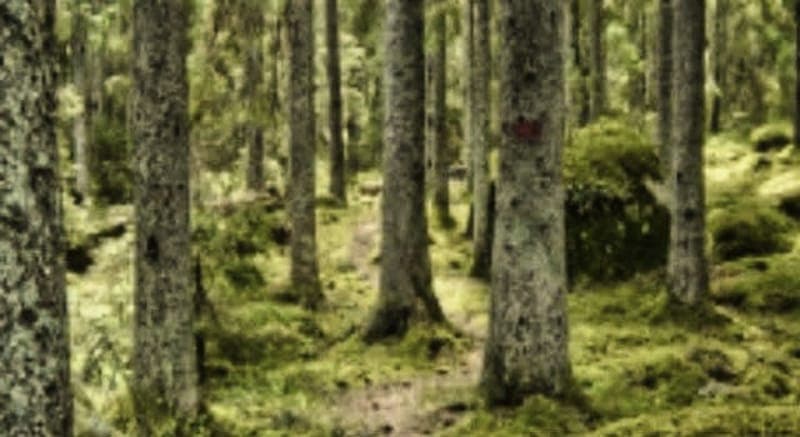 Motionsspår i Granbergsdal