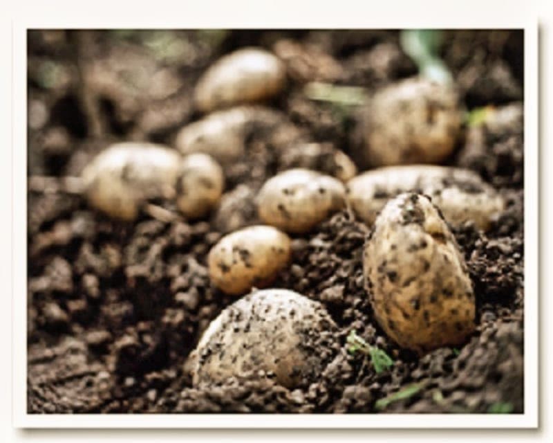 Ängebäck Trädgård