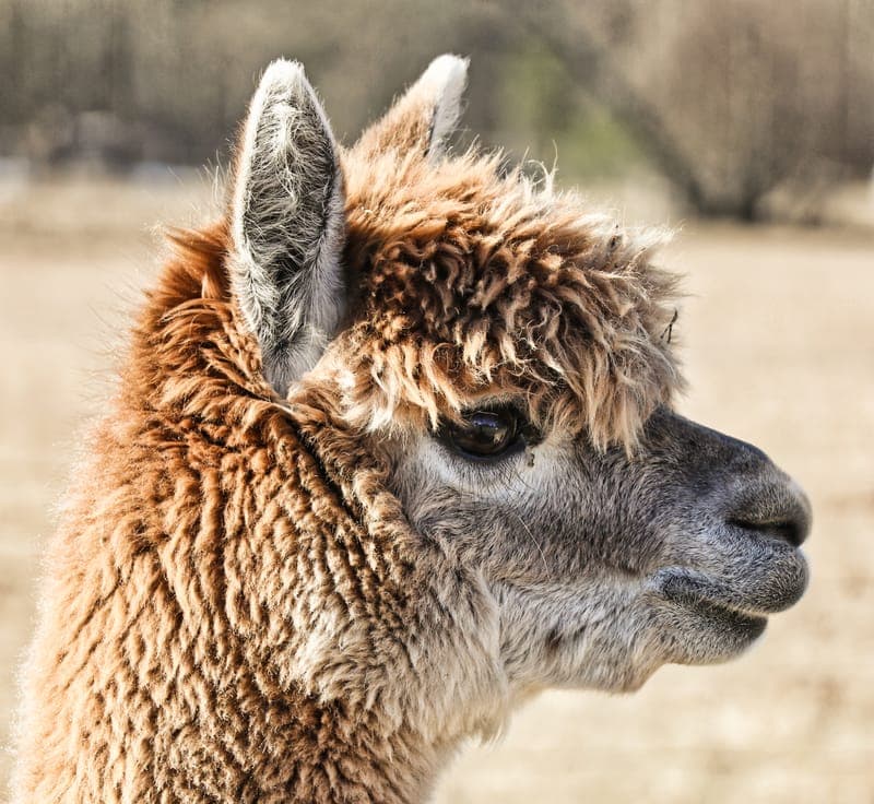 Karlstad Alpackagård