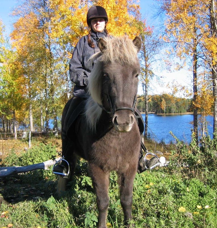 Ölme islandshästar