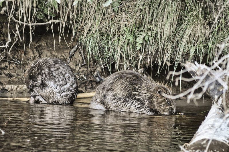 Bäversafari på Klarälven