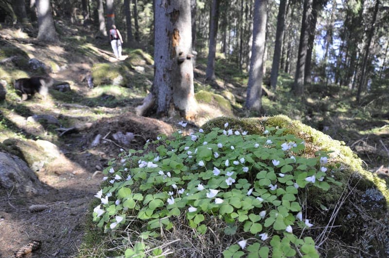 Vandringsleder i Storforstrakten