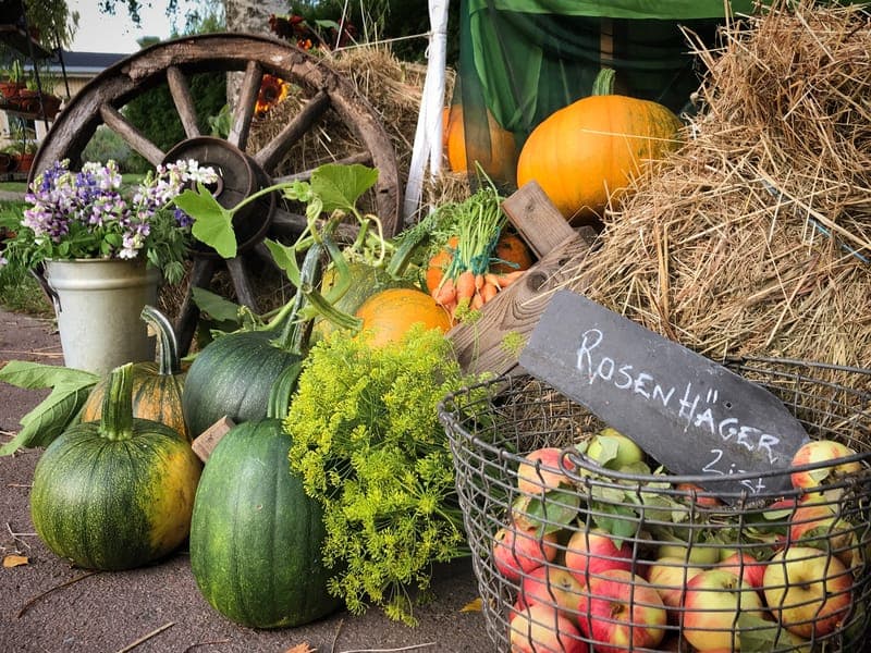 Skördefest i Rottneros Park