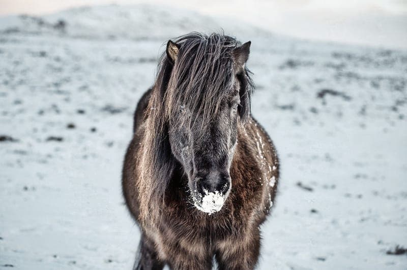 Skogsbergs Islandshästar Sunne