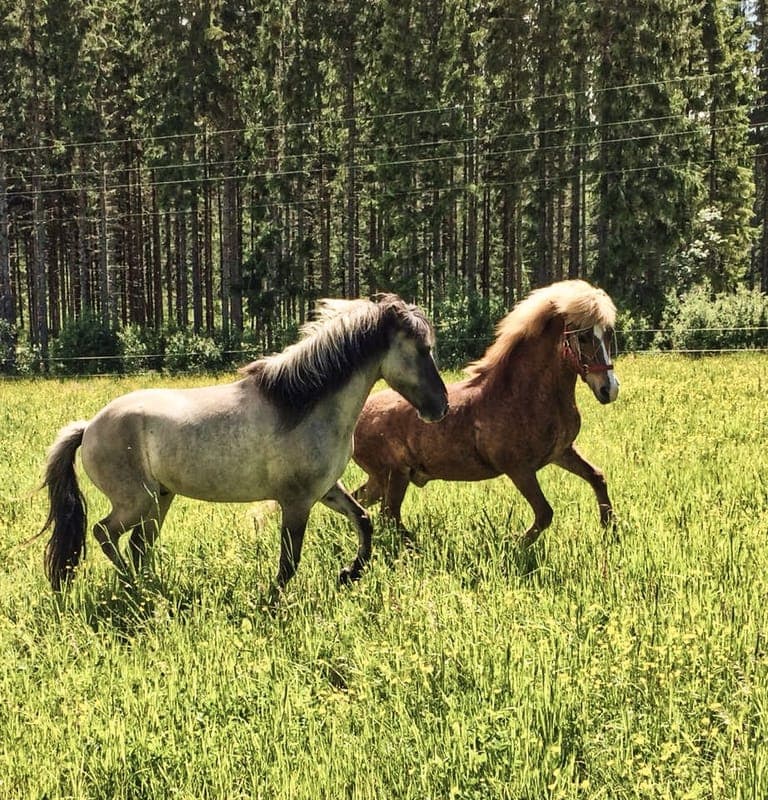 Kalvbergsåsens Islandshästar 