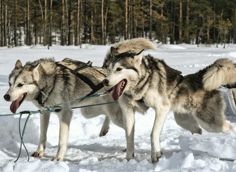Mooneye Sleddogs
