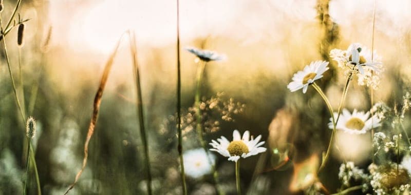 Sunnes naturreservat