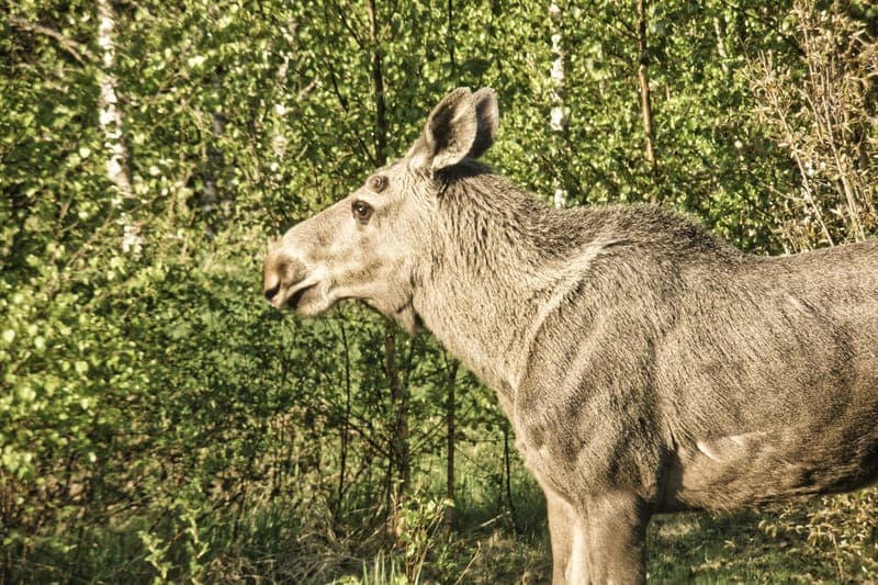 Älgsafari - Långbergets Sporthotell