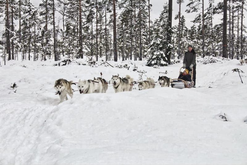 Hundspann, Spikebol, Stöllet
