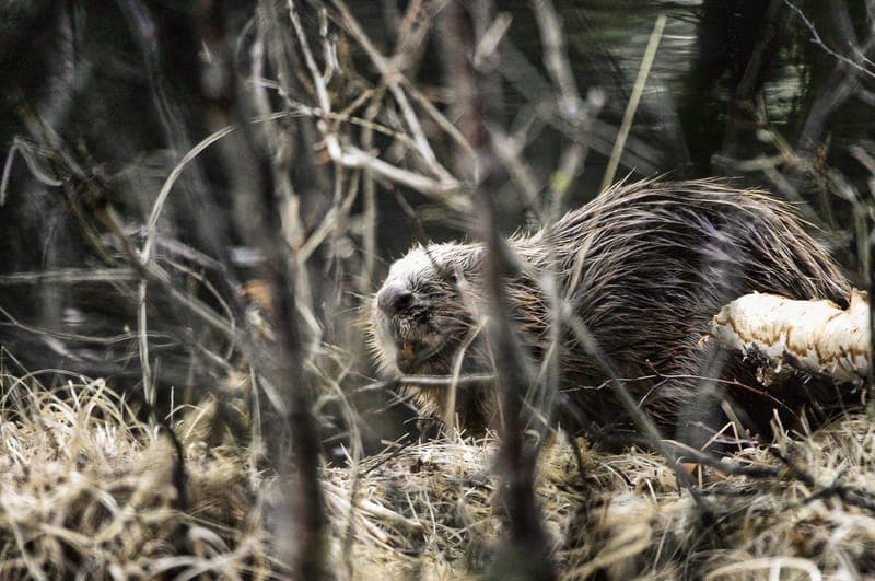 Kvällstur i kanot på Klarälven - Långbergets Sporthotell
